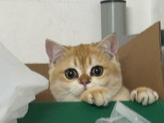 -宠物星动物医院·眼科·异宠·猫科(江南大道总院)