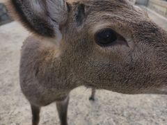 -奈良公园