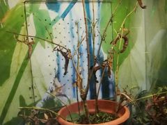 -上海大自然野生昆虫馆(东方明珠·爬宠昆虫探索中心)