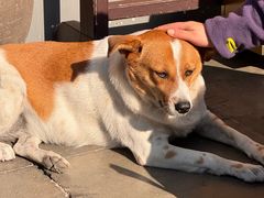 -龙华素斋(龙华路店)