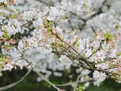 -西湖外事游船(花港观鱼码头)