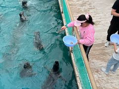 -秦皇岛乐岛海洋王国