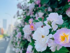 -无锡师范学校附属小学(学前街校区)