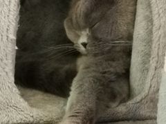 -猫小院猫主题餐厅(三里屯店)