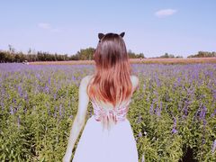 -莲花山花海
