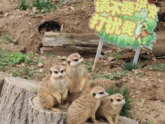 -无锡动物园·太湖欢乐园