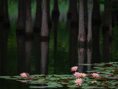 -白鹭湾湿地公园