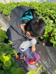 -蓝呗呗蓝莓草莓采摘园(通州区马驹桥店)