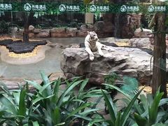 -白虎自助餐厅·真老虎·景观自助餐厅(广州长隆酒店)