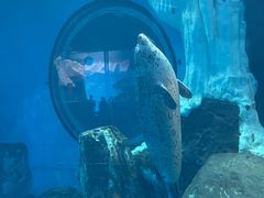 -海合安武汉极地海洋公园