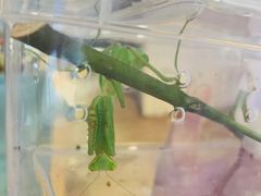 -Rabbit Cafe私房西餐甜点咖啡(栖霞路店)