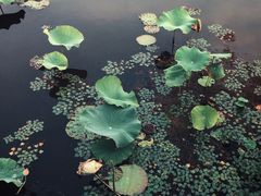 -荷塘月色湿地公园·向阳花洲