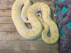 -石家庄市动物园