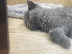 -屋虎猫馆(宝安大仟里店)