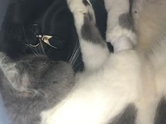 -瑞派长江宠物医院·猫科·外科·24小时夜护(谊城公寓分院)