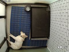 -趣玩宠物乐园寄养训犬训狗游泳池
