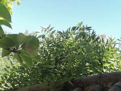 -抱犊寨风景区