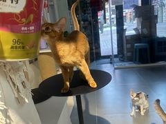 -琪喵猫屋·撸猫猫咖·猫舍