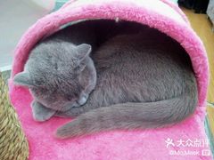 -猫小院猫主题餐厅(南锣旗舰店)