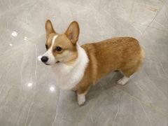 -和它·交个朋友·狗咖猫咖(爱琴海店)
