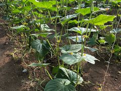 -万源龙顺度假庄园生态观光园