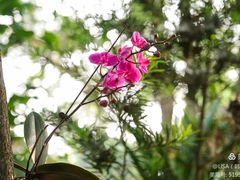 -西双版纳原始森林公园