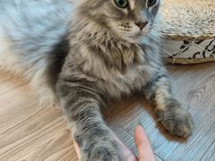 -楼上猫咖(罗湖店)