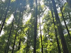 -山王坪喀斯特国家生态公园