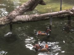 -南宫五洲植物乐园