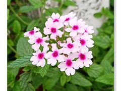 -三圣花乡旅游区