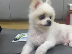 -美联众合动物医院·24h转诊中心