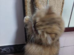 -宠物星动物医院·眼科·异宠·猫科(江南大道总院)