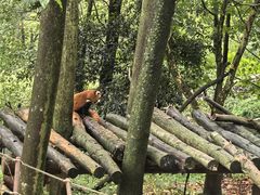 -都江堰中华大熊猫苑