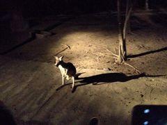 -清迈夜间动物园