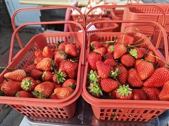 -大自然农场蔬菜草莓采摘园