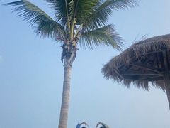-玫瑰海岸文化旅游度假区