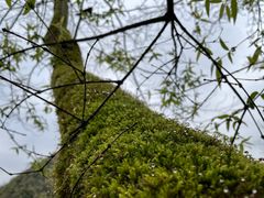 -贵州百里杜鹃风景名胜区