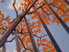 -上海佘山国家森林公园西佘山园