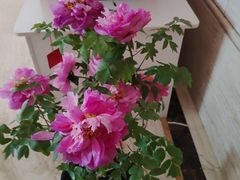 -洛阳宴·洛阳菜(南昌路店)