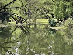 -上海共青森林公园