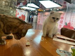 -猫小院猫主题餐厅(三里屯店)