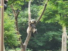 -都江堰中华大熊猫苑