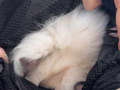 -佳雯宠物医院·皮肤科·内外科(春晓路分院)