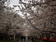 -高东镇樱花园