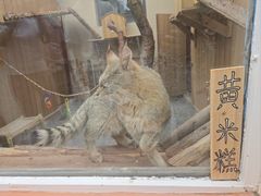 -青藏高原野生动物园