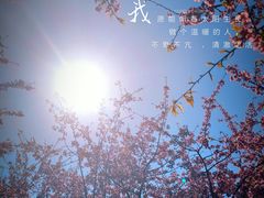 -顾村公园
