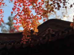 -秋霞圃