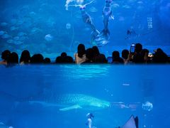 -烟台海昌鲸鲨海洋公园