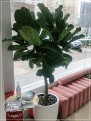 -木北造型