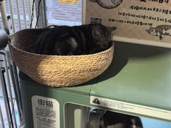 -平行世界·猫咖(首经贸店)